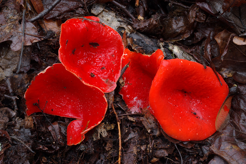 Sarcoscypha jurana